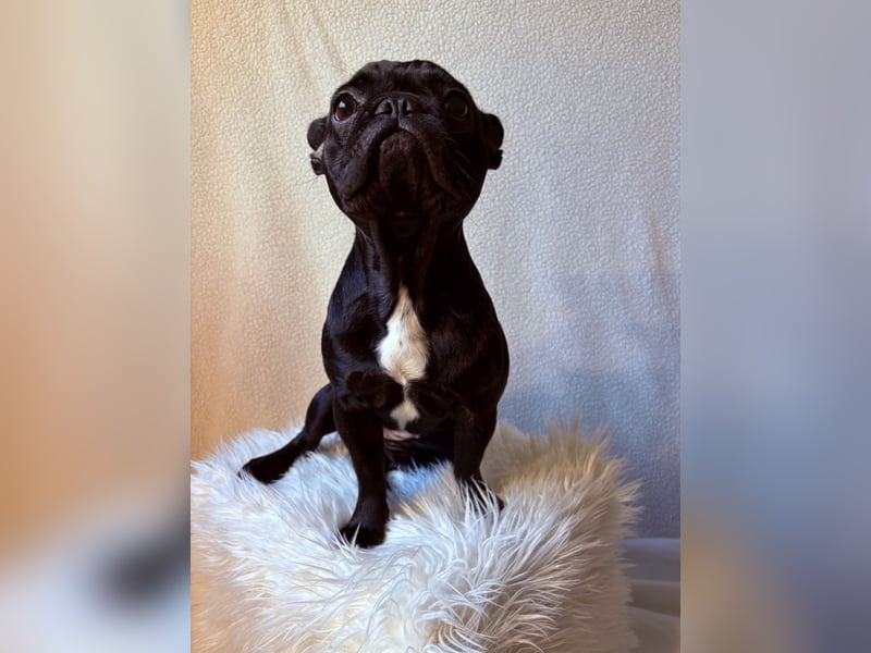 Französische Bulldogge Abby