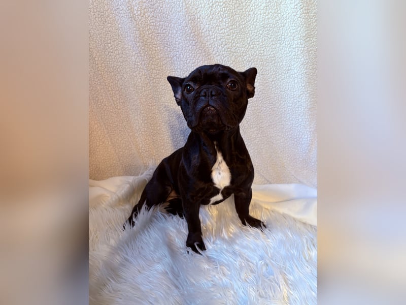 Französische Bulldogge Abby