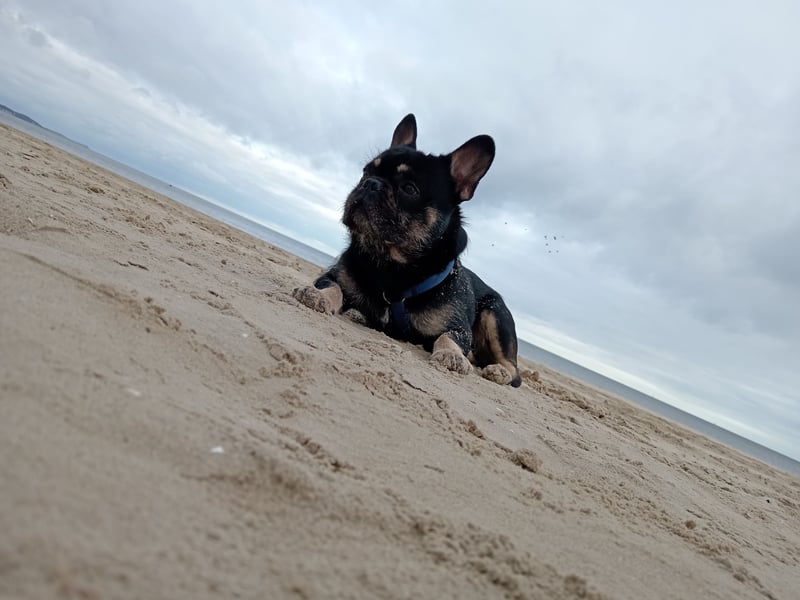 Französische bulldogge fluffy