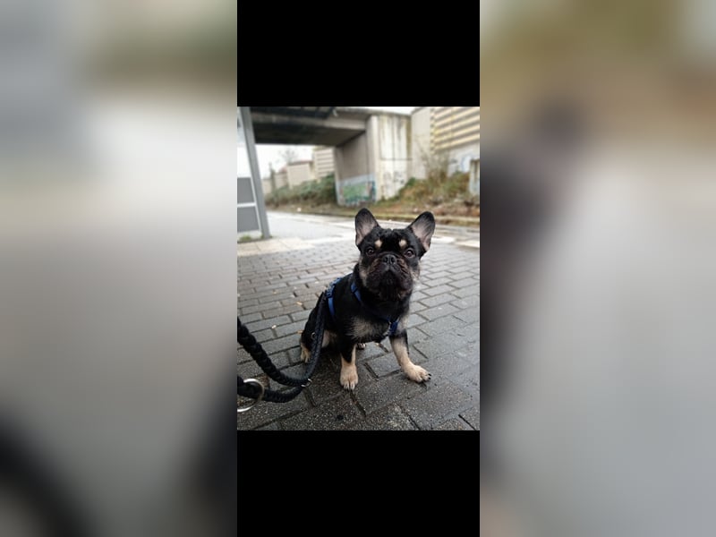 Französische bulldogge fluffy