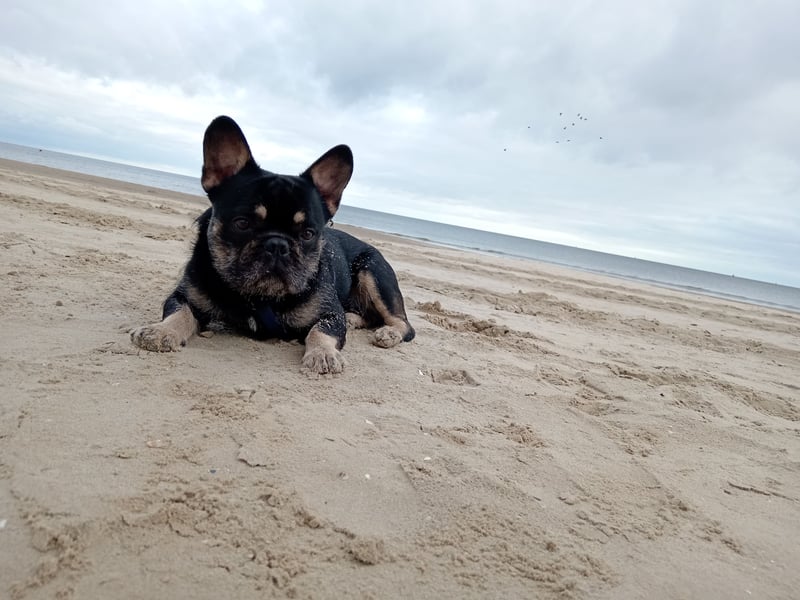 Französische bulldogge fluffy