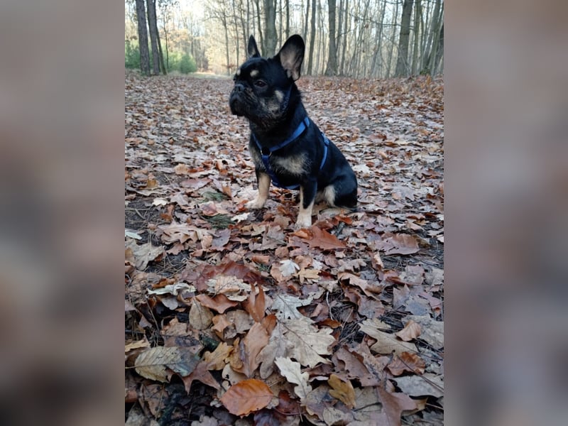 Französische bulldogge fluffy