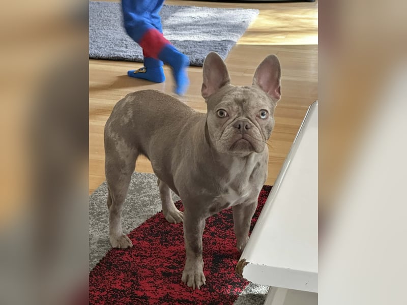 Ich biete einen Französische Bulldogge