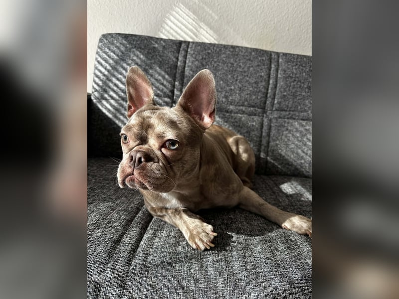 Ich biete einen Französische Bulldogge ab