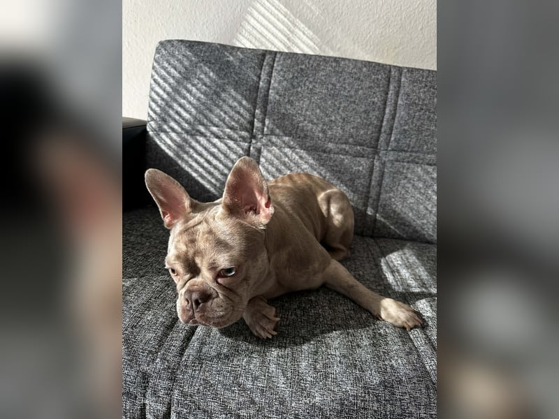 Ich biete einen Französische Bulldogge