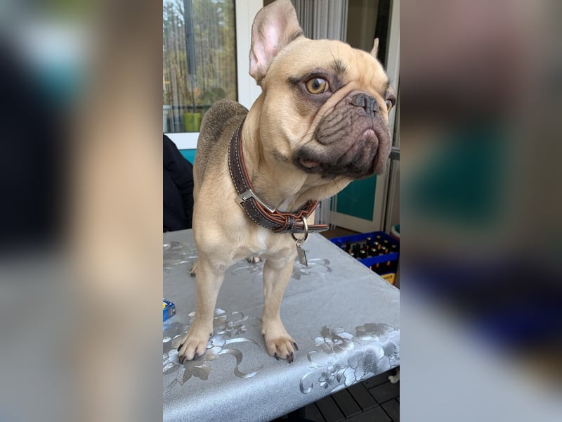  Zuhause gesucht für Shoty – 6 Jahre, Französische Bulldogge, kastriert