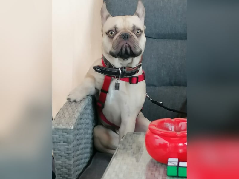  Zuhause gesucht für Shoty – 6 Jahre, Französische Bulldogge, kastriert