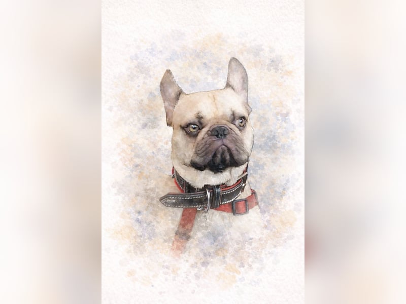  Zuhause gesucht für Shoty – 6 Jahre, Französische Bulldogge, kastriert