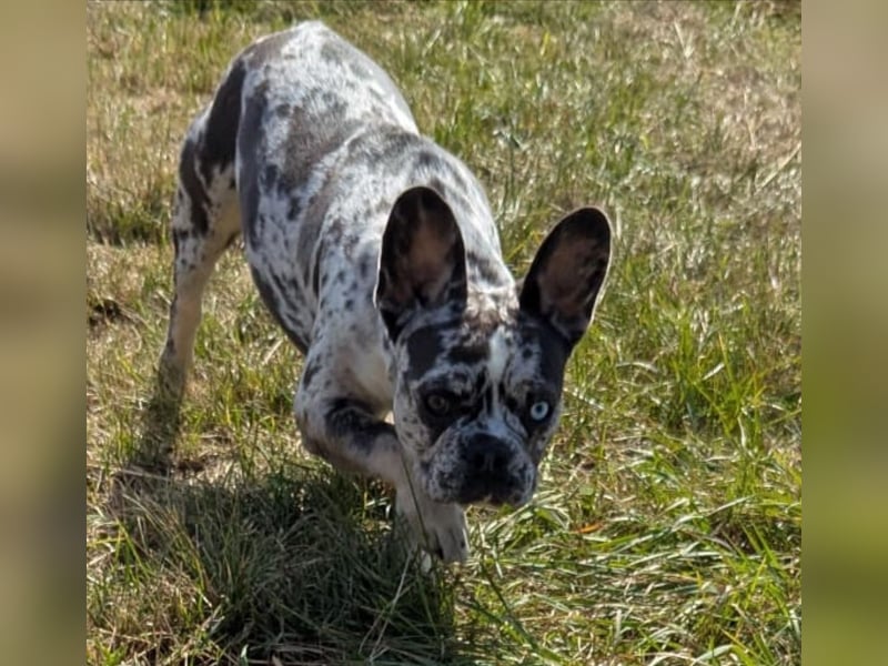 Wunderschöne Französische Bulldoggen mit lange Nase
