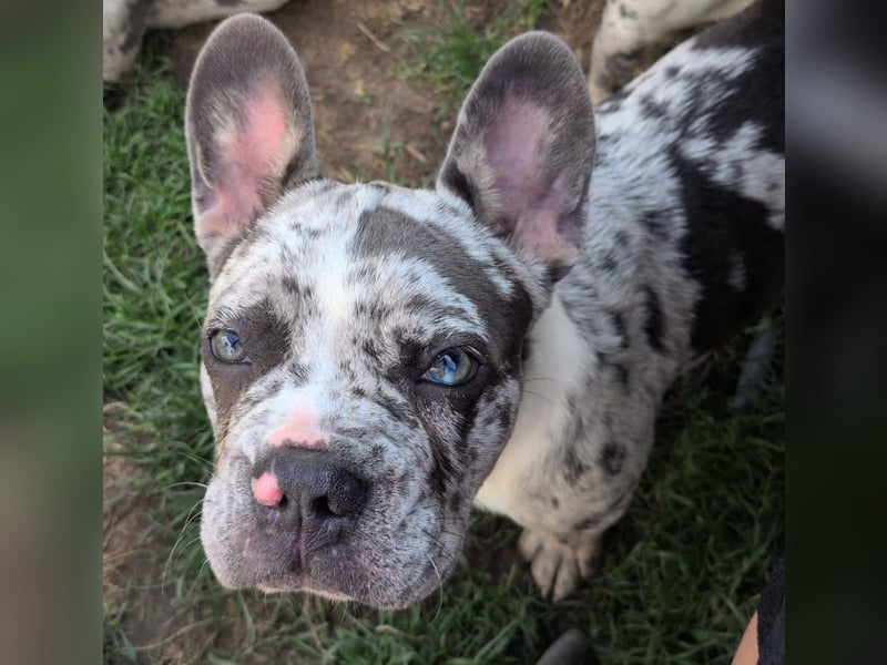 Wunderschöne Französische Bulldoggen mit lange Nase