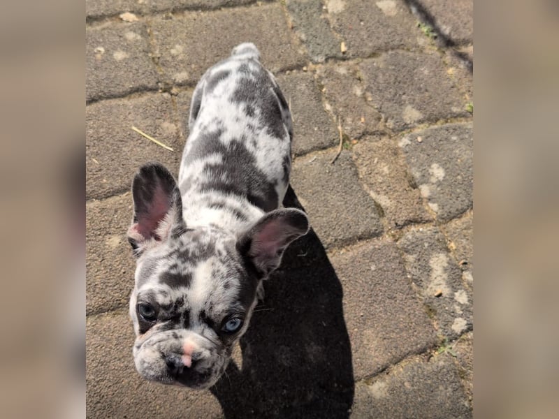 Wunderschöne Französische Bulldoggen mit lange Nase