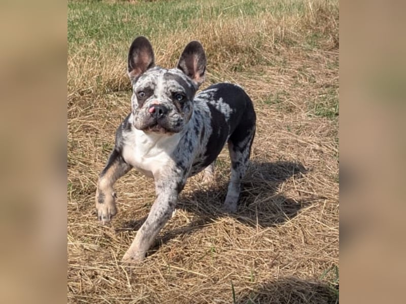 Wunderschöne Französische Bulldoggen mit lange Nase