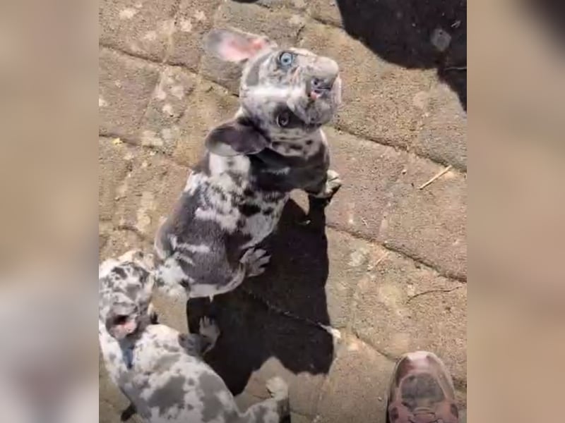 Wunderschöne Französische Bulldoggen mit lange Nase