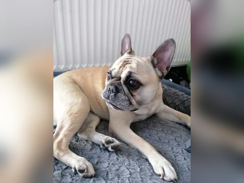 Französische Bulldogge Hündin