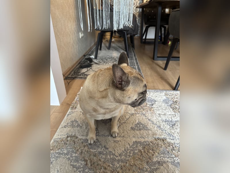 Französisch Bulldoggen Dame abzugeben
