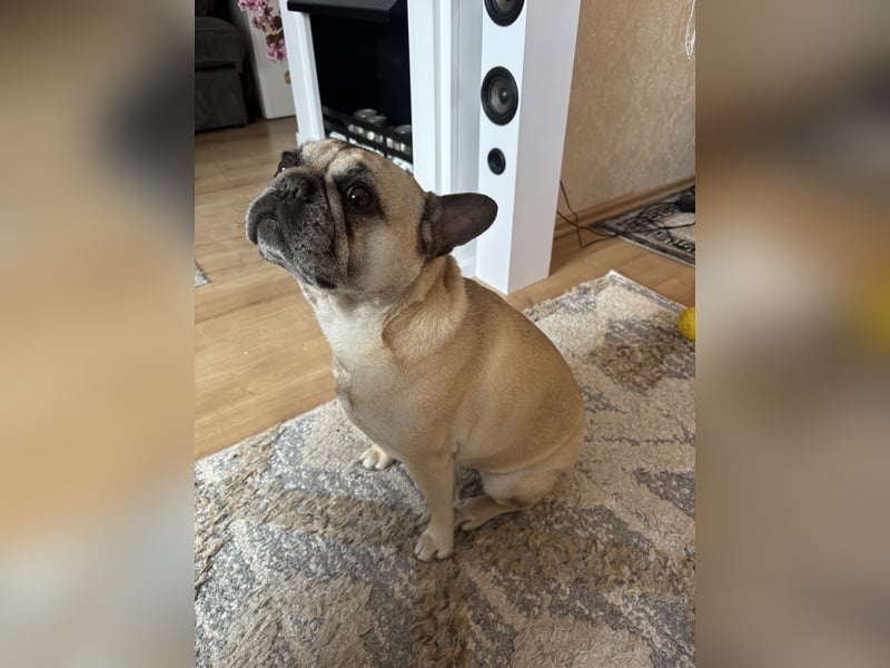 Französisch Bulldoggen Dame abzugeben
