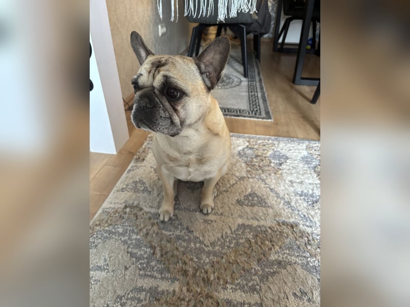Französisch Bulldoggen Dame abzugeben