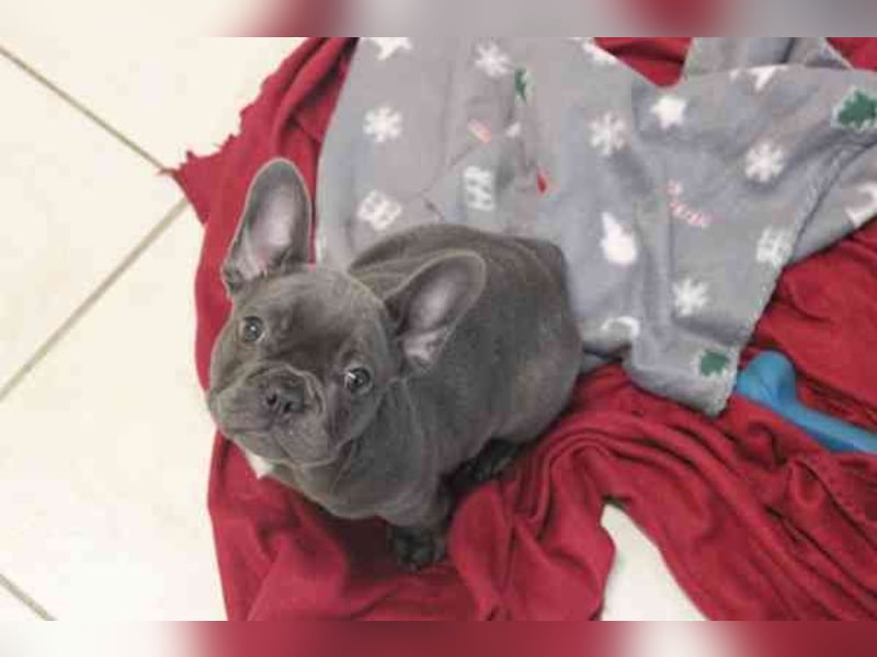 Chiquita, Franz. Bulldogge, geb. 6/ 2006, su. verantwortungsbewusste Besitzer