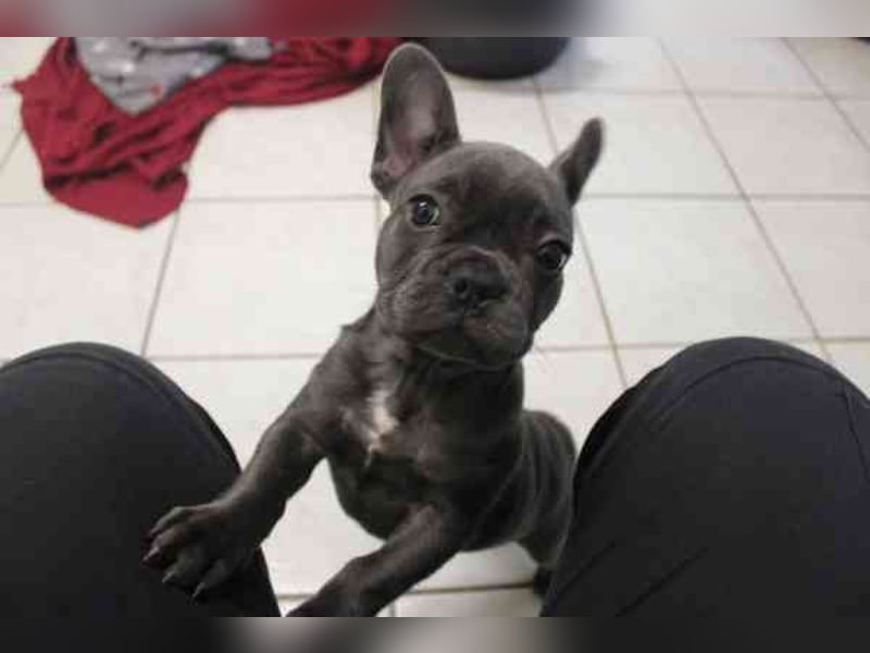 Chiquita, Franz. Bulldogge, geb. 6/ 2006, su. verantwortungsbewusste Besitzer