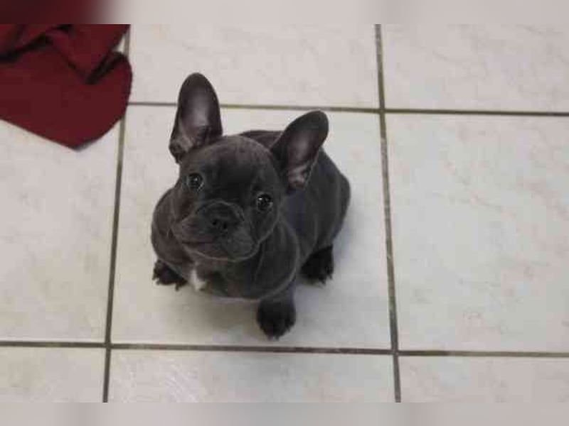 Chiquita, Franz. Bulldogge, geb. 6/ 2006, su. verantwortungsbewusste Besitzer