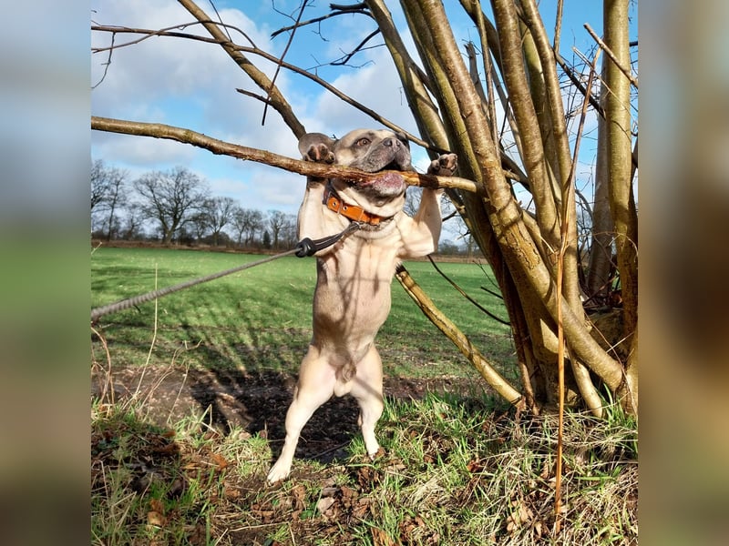 Milo-DE, Dickkopf sucht warmes Körbchen!