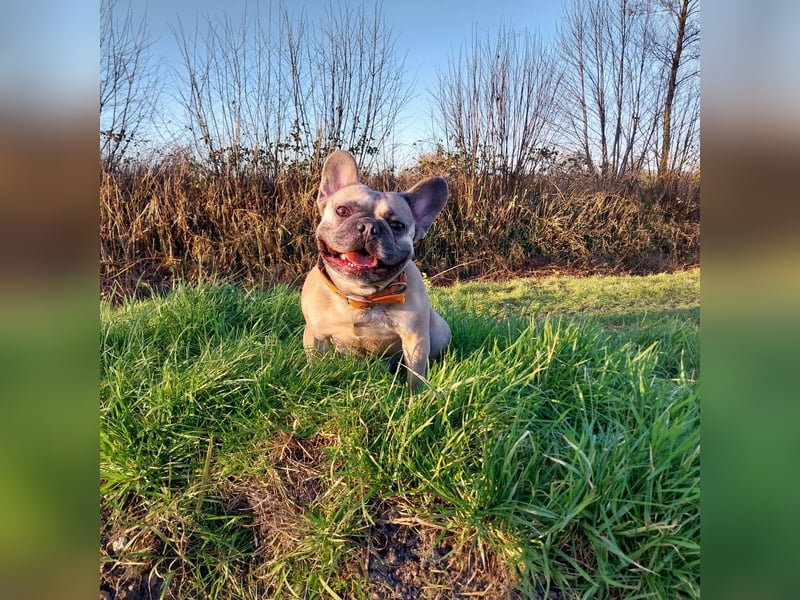Milo-DE, Dickkopf sucht warmes Körbchen!