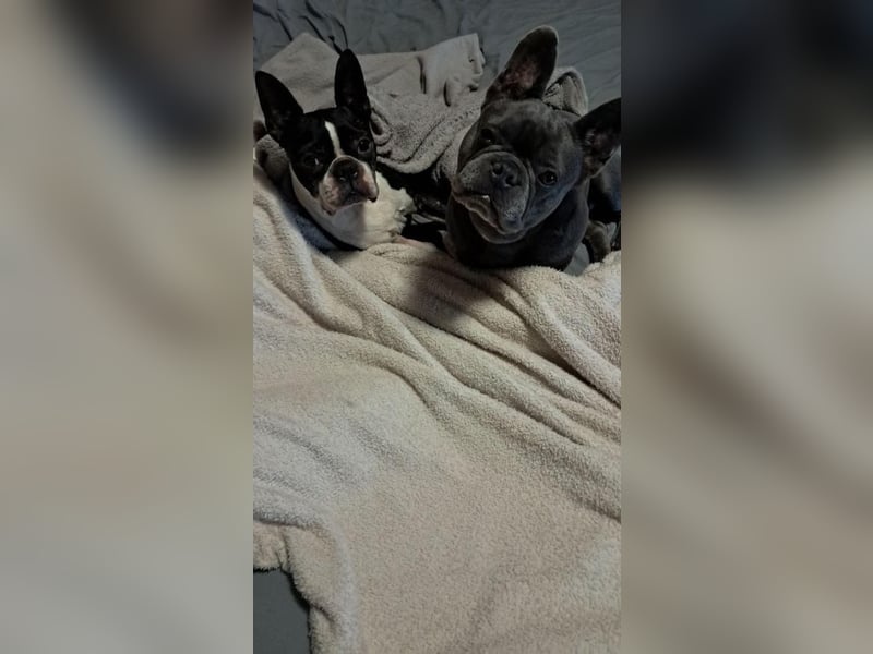 Gonzo & Apollo VA-ein unschlagbares Team