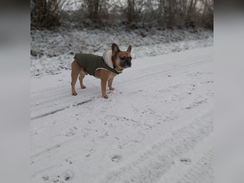 Milo-DE, Dickkopf sucht warmes Körbchen!