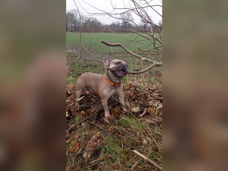 Milo-DE, Dickkopf sucht warmes Körbchen!