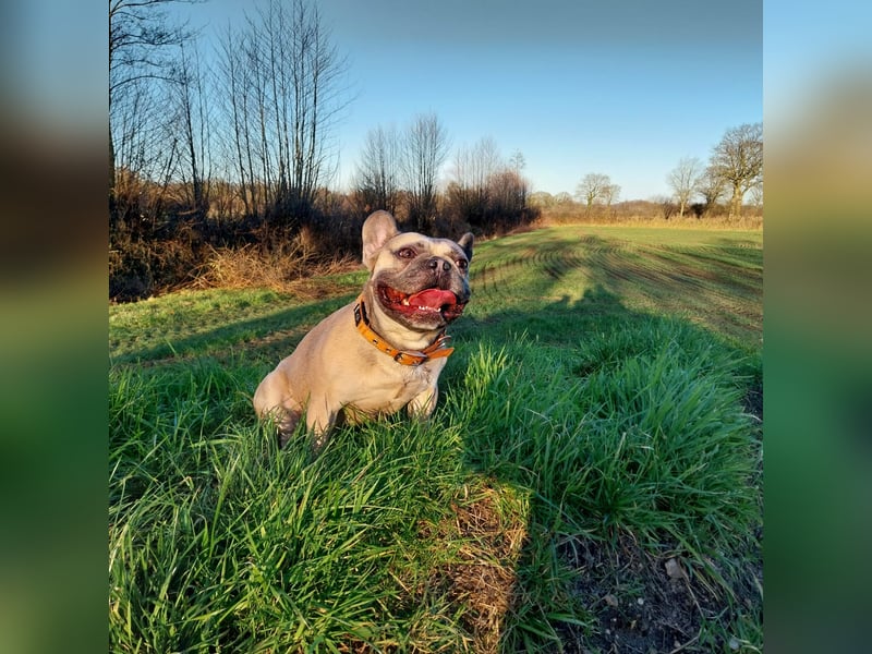 Milo-DE, Dickkopf sucht warmes Körbchen!