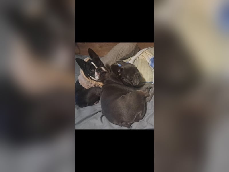 Gonzo & Apollo VA-ein unschlagbares Team