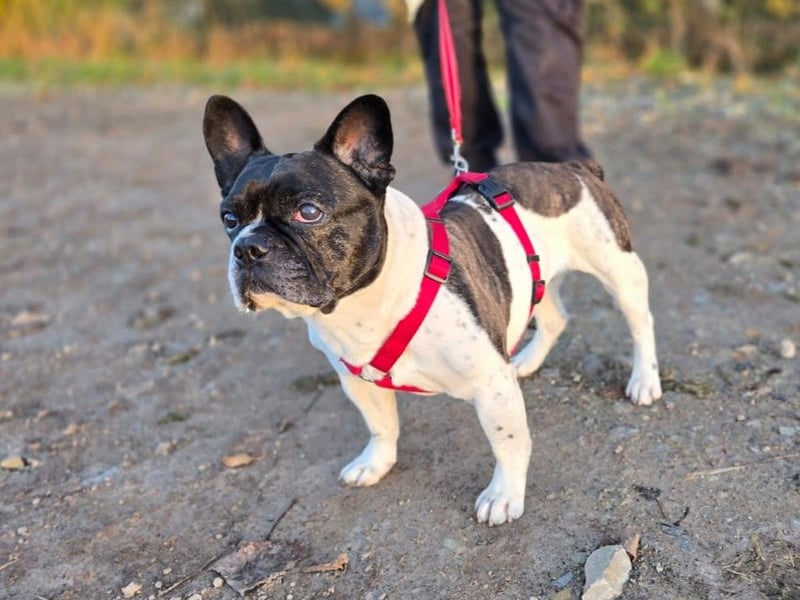 Französische Bulldogge Inge sucht Zuhause oder Pflegestelle