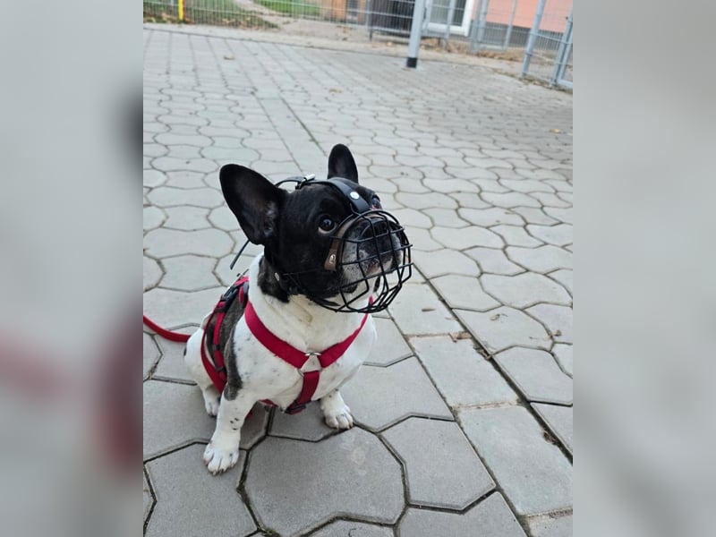 Französische Bulldogge Inge sucht Zuhause oder Pflegestelle