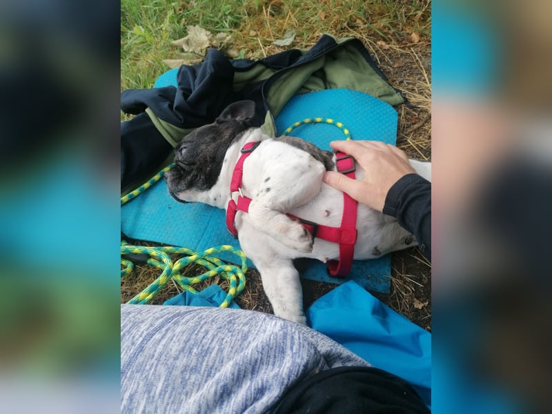 Französische Bulldogge Inge sucht Zuhause oder Pflegestelle