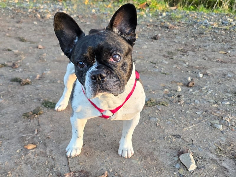 Französische Bulldogge Inge sucht Zuhause oder Pflegestelle