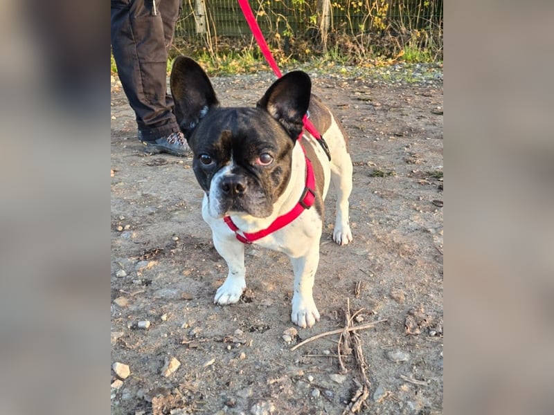 Französische Bulldogge Inge sucht Zuhause oder Pflegestelle