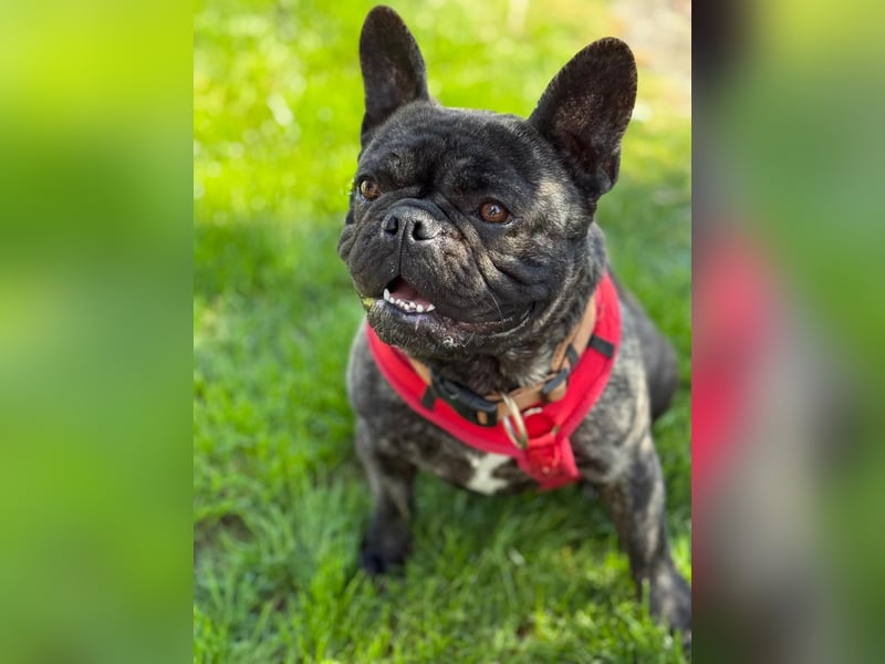 Ich heiße Leo, Pflegestelle 63667 Nidda/Hessen