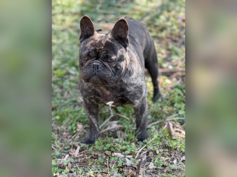 Ich heiße Leo, Pflegestelle 63667 Nidda/Hessen