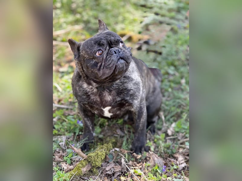 Ich heiße Leo, Pflegestelle 63667 Nidda/Hessen