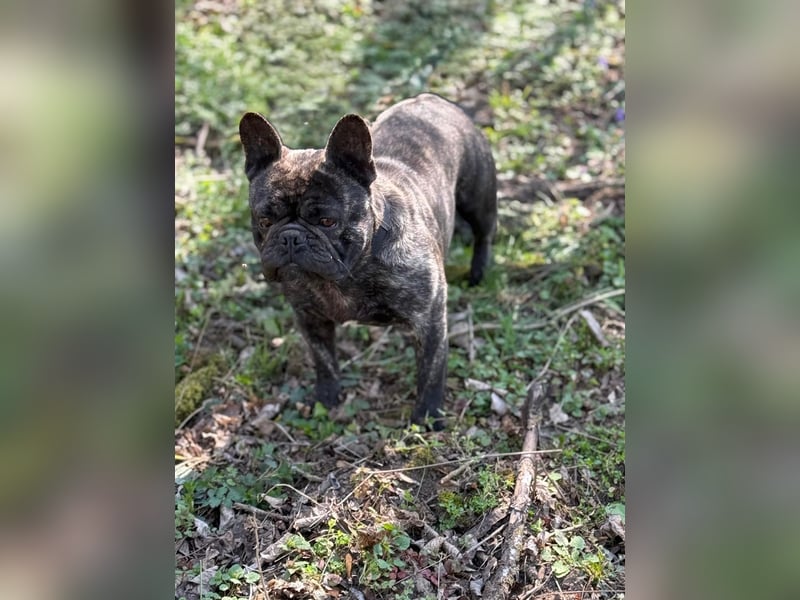 Ich heiße Leo, Pflegestelle 63667 Nidda/Hessen