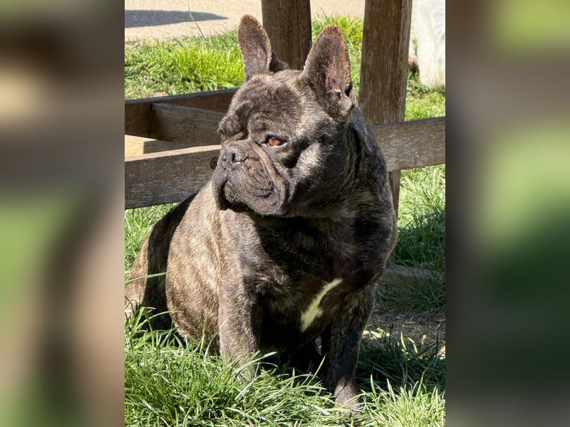 Ich heiße Leo, Pflegestelle 63667 Nidda/Hessen