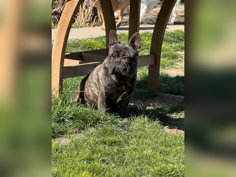 Ich heiße Leo, Pflegestelle 63667 Nidda/Hessen