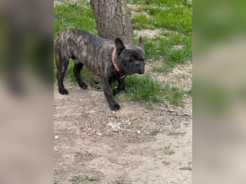 Ich heiße Leo, Pflegestelle 63667 Nidda/Hessen