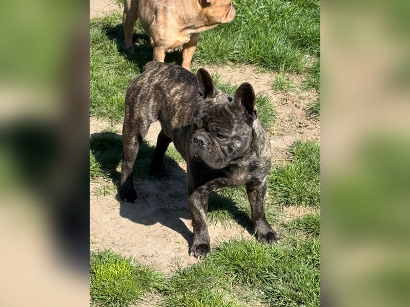 Ich heiße Leo, Pflegestelle 63667 Nidda/Hessen