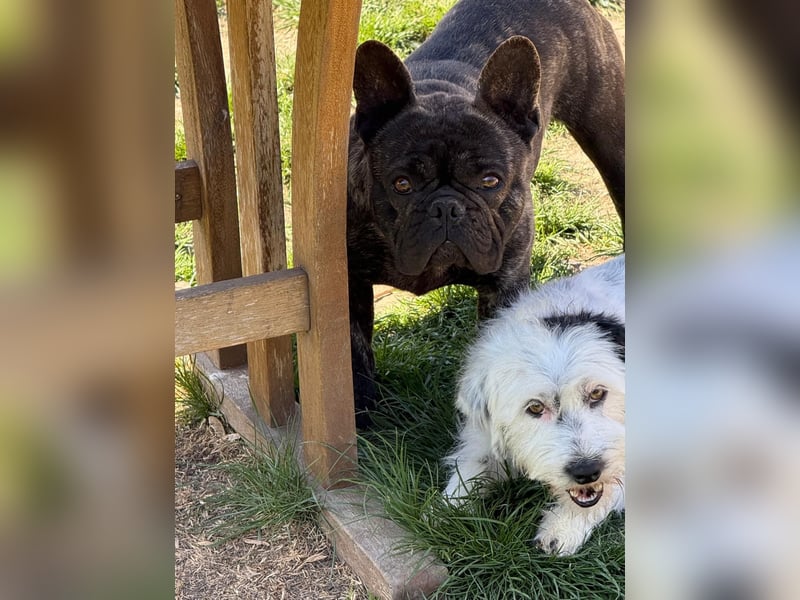 Ich heiße Leo, Pflegestelle 63667 Nidda/Hessen