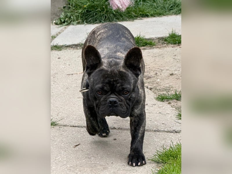 Ich heiße Leo, Pflegestelle 63667 Nidda/Hessen