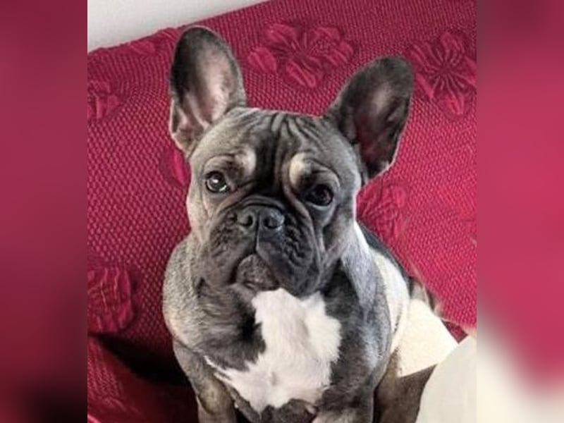 Pippo & Gina – wer schenkt ihnen eine zweite Chance