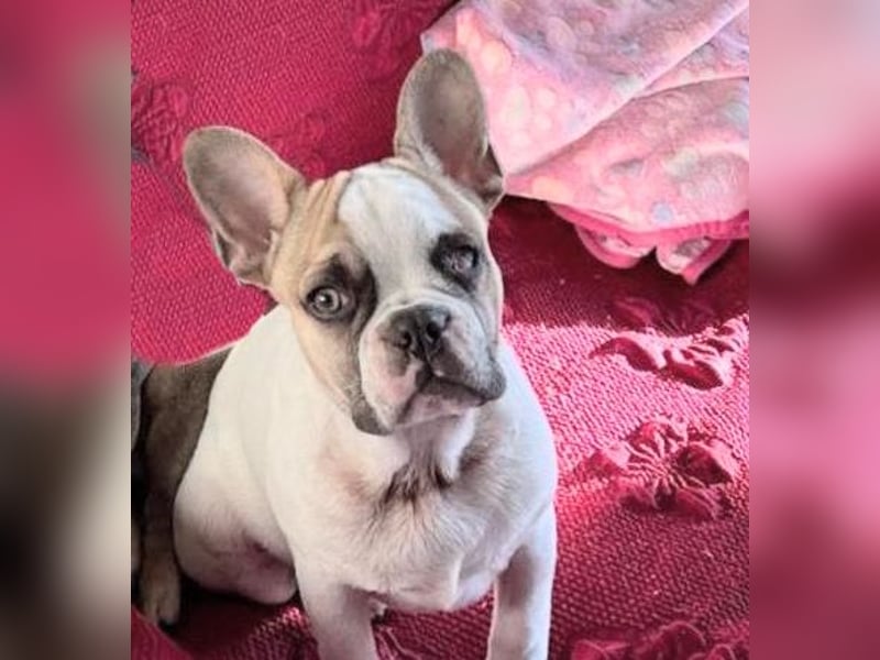 Pippo & Gina – wer schenkt ihnen eine zweite Chance