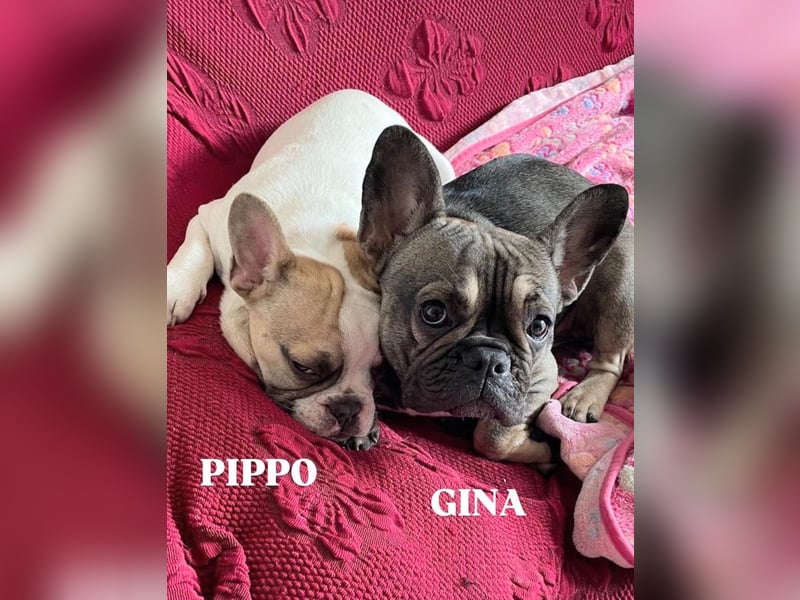 Pippo & Gina – wer schenkt ihnen eine zweite Chance