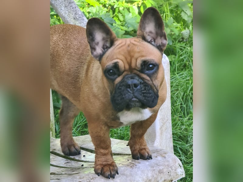 "GRETJE" bezauberndes Französisches Bulldoggen Mädchen mit Papieren